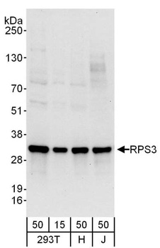 Rabbit anti-RPS3 Antibody, Affinity Purified
