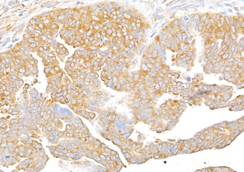 Rabbit anti-RPS3 Antibody, Affinity Purified