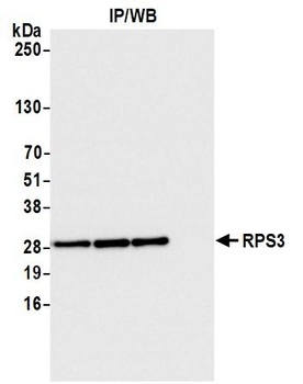 Rabbit anti-RPS3 Antibody, Affinity Purified