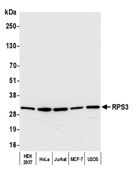 Rabbit anti-RPS3 Antibody, Affinity Purified