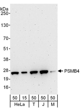 Rabbit anti-PSMB4 Antibody, Affinity Purified