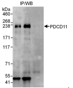 Rabbit anti-PDCD11 Antibody, Affinity Purified