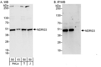 Rabbit anti-NDRG3 Antibody, Affinity Purified