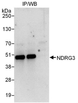 Rabbit anti-NDRG3 Antibody, Affinity Purified