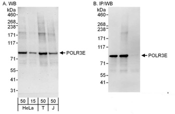 Rabbit anti-POLR3E Antibody, Affinity Purified