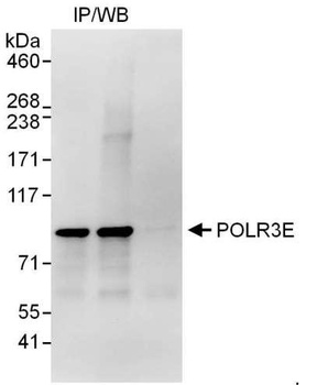 Rabbit anti-POLR3E Antibody, Affinity Purified