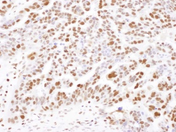 Rabbit anti-SAMHD1 Antibody, Affinity Purified