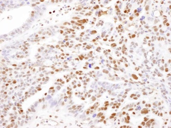 Rabbit anti-SAMHD1 Antibody, Affinity Purified