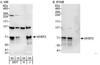 Rabbit anti-MYEF2 Antibody, Affinity Purified