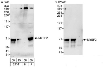 Rabbit anti-MYEF2 Antibody, Affinity Purified