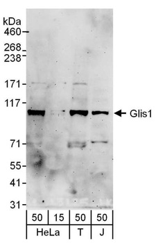 Rabbit anti-Glis1 Antibody, Affinity Purified