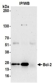 Rabbit anti-Bcl-2 Antibody, Affinity Purified