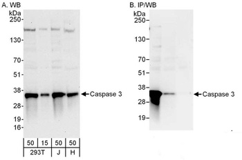 Rabbit anti-Caspase 3 Antibody, Affinity Purified