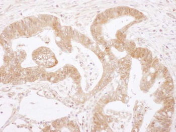 Rabbit anti-Caspase 3 Antibody, Affinity Purified