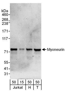 Rabbit anti-Myoneurin Antibody, Affinity Purified
