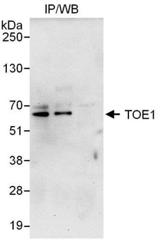 Rabbit anti-TOE1 Antibody, Affinity Purified