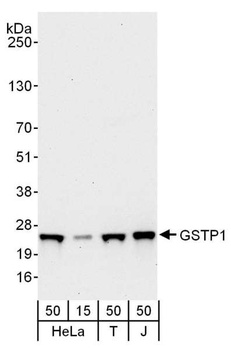 Rabbit anti-GSTP1 Antibody, Affinity Purified