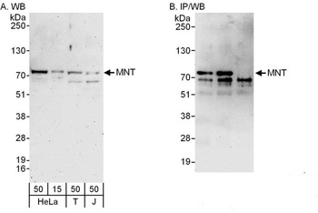Rabbit anti-MNT Antibody, Affinity Purified