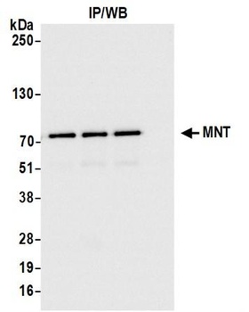 Rabbit anti-MNT Antibody, Affinity Purified