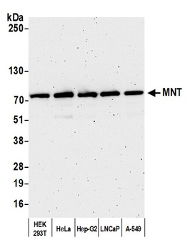 Rabbit anti-MNT Antibody, Affinity Purified