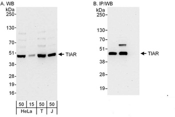 Rabbit anti-TIAR Antibody, Affinity Purified