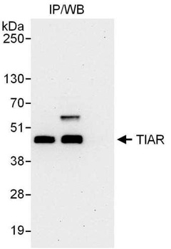 Rabbit anti-TIAR Antibody, Affinity Purified