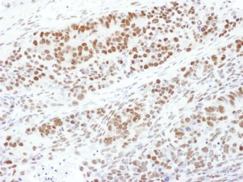 Goat anti-Phospho MEK1 (T286) Antibody, Affinity Purified