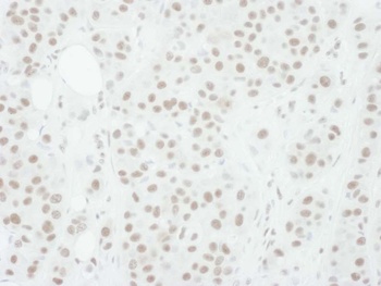 Goat anti-Phospho MEK1 (T286) Antibody, Affinity Purified
