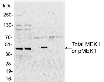 Goat anti-Phospho MEK1 (T286) Antibody, Affinity Purified