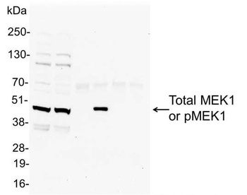 Rabbit anti-Phospho MEK1(T286) Antibody, Affinity Purified