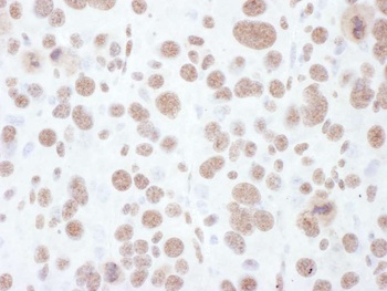 Rabbit anti-Phospho MEK1(T286) Antibody, Affinity Purified