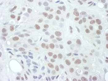 Rabbit anti-Phospho MEK1(T286) Antibody, Affinity Purified