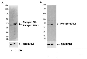 Rabbit anti-Phospho ERK1/2 (T202/Y204, T185/Y187) Antibody, Affinity Purified