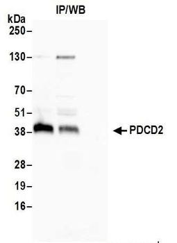 Rabbit anti-PDCD2 Antibody, Affinity Purified