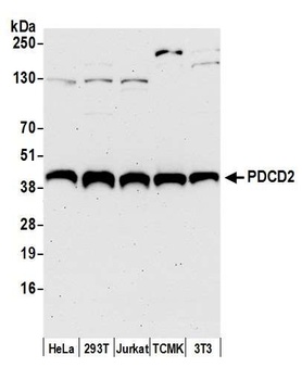 Rabbit anti-PDCD2 Antibody, Affinity Purified