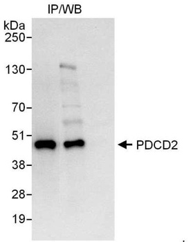 Rabbit anti-PDCD2 Antibody, Affinity Purified
