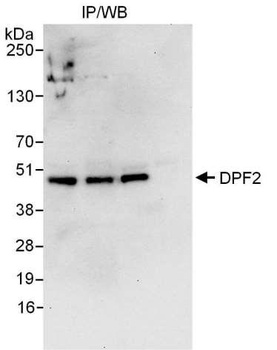 Rabbit anti-DPF2 Antibody, Affinity Purified