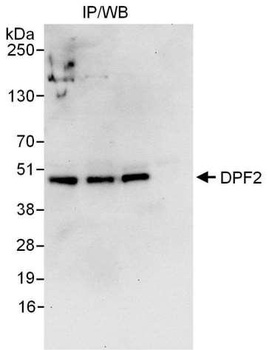 Rabbit anti-DPF2 Antibody, Affinity Purified