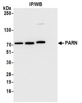 Rabbit anti-PARN Antibody, Affinity Purified
