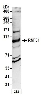 Rabbit anti-RNF31 Antibody, Affinity Purified