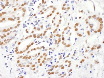 Rabbit anti-RING1 Antibody, Affinity Purified