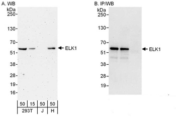 Rabbit anti-ELK1 Antibody, Affinity Purified