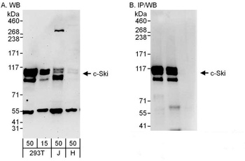 Rabbit anti-c-Ski Antibody, Affinity Purified