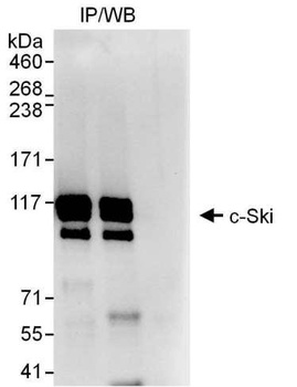 Rabbit anti-c-Ski Antibody, Affinity Purified