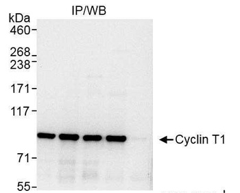 Rabbit anti-Cyclin T1 Antibody, Affinity Purified