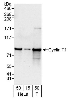 Rabbit anti-Cyclin T1 Antibody, Affinity Purified