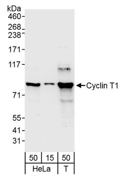 Rabbit anti-Cyclin T1 Antibody, Affinity Purified