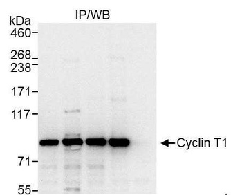 Rabbit anti-Cyclin T1 Antibody, Affinity Purified