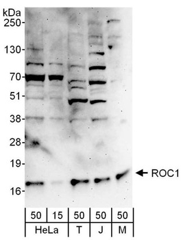 Rabbit anti-ROC1 Antibody, Affinity Purified