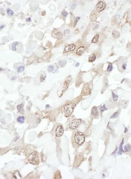 Rabbit anti-ROC1 Antibody, Affinity Purified